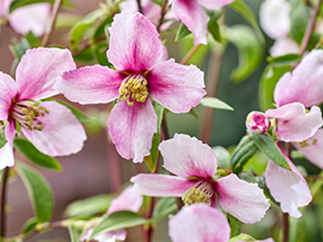 フィーチャーフラワー